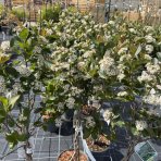 Arónia čerešňolistá (Aronia × prunifolia) ´VIKING´ - výška 90-100 cm, kont. C3L - TOČENÝ KMEŇ, VIACKMENNÁ